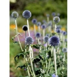 Tidselkugle 'Taplow Blue' Echinops Bannaticus 'Taplow Blue' 1 Liter Potte -Sirius Butik mi3175 echinops bannaticus taplow blue 0093