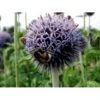 Tidselkugle 'Taplow Blue' Echinops Bannaticus 'Taplow Blue' 1 Liter Potte