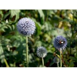 Tidselkugle 'Taplow Blue' Echinops Bannaticus 'Taplow Blue' 1 Liter Potte -Sirius Butik mi3175 echinops bannaticus taplow blue 415c