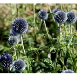 Tidselkugle 'Taplow Blue' Echinops Bannaticus 'Taplow Blue' 1 Liter Potte -Sirius Butik mi3175 echinops bannaticus taplow blue 8993