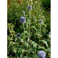 Tidselkugle 'Taplow Blue' Echinops Bannaticus 'Taplow Blue' 1 Liter Potte -Sirius Butik mi3175 echinops bannaticus taplow blue 962c
