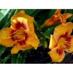 Daglilje 'King Georg' Hemerocallis 'King Georg' Potte 2 Liter. -Sirius Butik mi3184 hemerocallis king george 5ee6