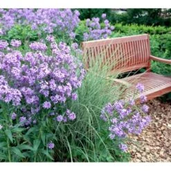 Natviol Hesperis Matronalis 1 Liter Potte -Sirius Butik mi3190 hesperis matronalis 2b78