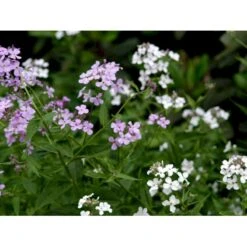 Natviol Hesperis Matronalis 1 Liter Potte -Sirius Butik mi3190 hesperis matronalis 2d5f