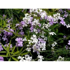 Natviol Hesperis Matronalis 1 Liter Potte -Sirius Butik mi3190 hesperis matronalis 3190