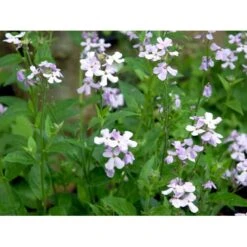 Natviol Hesperis Matronalis 1 Liter Potte -Sirius Butik mi3190 hesperis matronalis 50bb