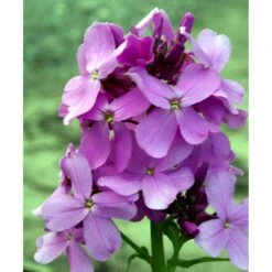 Natviol Hesperis Matronalis 1 Liter Potte -Sirius Butik mi3190 hesperis matronalis 644c