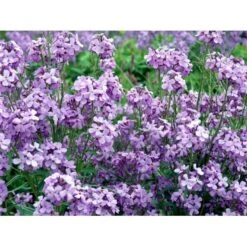 Natviol Hesperis Matronalis 1 Liter Potte -Sirius Butik mi3190 hesperis matronalis 8392