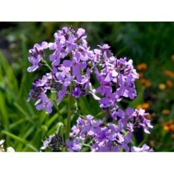 Natviol Hesperis Matronalis 1 Liter Potte -Sirius Butik mi3190 hesperis matronalis 958b