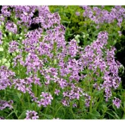 Natviol Hesperis Matronalis 1 Liter Potte -Sirius Butik mi3190 hesperis matronalis 9dc9