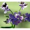 Natviol Hesperis Matronalis 1 Liter Potte