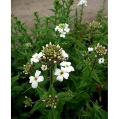 Natviol 'Alba' Hesperis Matronalis 'Alba' 1 Liter Potte -Sirius Butik mi3191 hesperis matronalis alba 6297