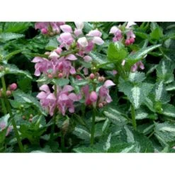 Plettet Tvetand 'Shell Pink' Lamium Maculatum 'Shell Pink' 10 Cm. Potte -Sirius Butik mi3199 lamium maculatum shell pink 7de2