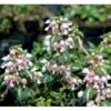 Plettet Tvetand 'Shell Pink' Lamium Maculatum 'Shell Pink' 10 Cm. Potte