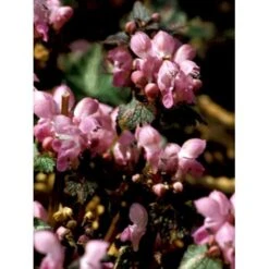 Plettet Tvetand 'Shell Pink' Lamium Maculatum 'Shell Pink' 10 Cm. Potte -Sirius Butik mi3199 lamium maculatum shell pink fbb5