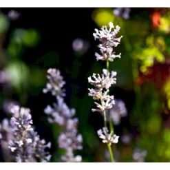 Lavendel 'Rosea' Lavandula Angustifolia 'Rosea' 10 Cm. Potte -Sirius Butik mi3216 lavandula angustifolia rosea 3eb7