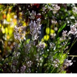Lavendel 'Rosea' Lavandula Angustifolia 'Rosea' 10 Cm. Potte
