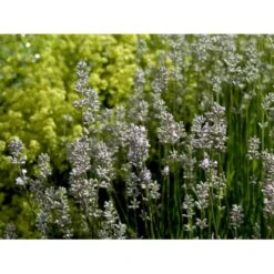 Lavendel 'Rosea' Lavandula Angustifolia 'Rosea' 10 Cm. Potte -Sirius Butik mi3216 lavandula angustifolia rosea f3d9