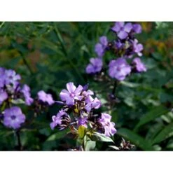 Høstfloks 'Blue Paradise' Phlox Paniculata 'Blue Paradise' 1 Liter Potte -Sirius Butik mi3222 phlox paniculata blue paradise 45a0