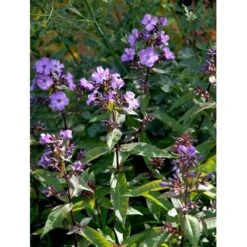 Høstfloks 'Blue Paradise' Phlox Paniculata 'Blue Paradise' 1 Liter Potte -Sirius Butik mi3222 phlox paniculata blue paradise 56e9