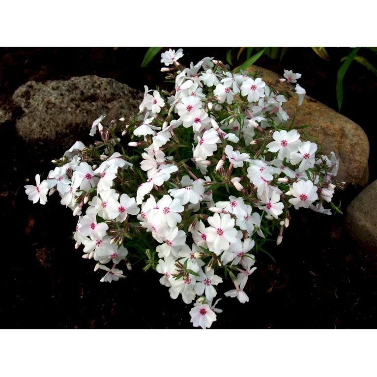 Lyngfloks 'Amazing Grace' Phlox Subulata 'Amazing Grace' 10 Cm. Potte 3 Lyngfloks 'Amazing Grace' Phlox Subulata 'Amazing Grace' 10 Cm. Potte - Billede 3
