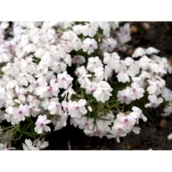 Lyngfloks 'Amazing Grace' Phlox Subulata 'Amazing Grace' 10 Cm. Potte 7 Lyngfloks 'Amazing Grace' Phlox Subulata 'Amazing Grace' 10 Cm. Potte -Sirius Butik mi3224 phlox subulata amazing grace a557