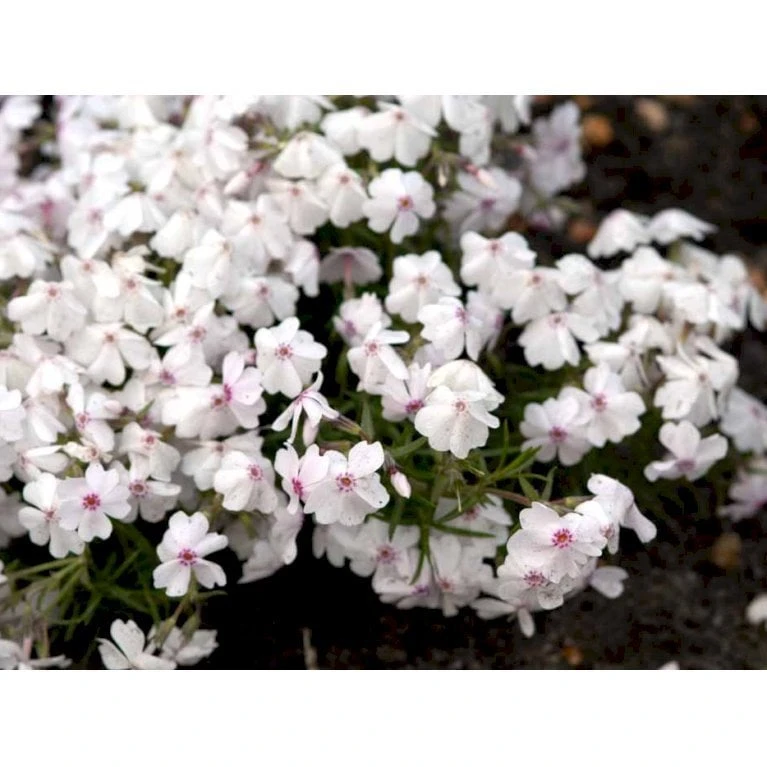 Lyngfloks 'Amazing Grace' Phlox Subulata 'Amazing Grace' 10 Cm. Potte 4 Lyngfloks 'Amazing Grace' Phlox Subulata 'Amazing Grace' 10 Cm. Potte - Billede 4