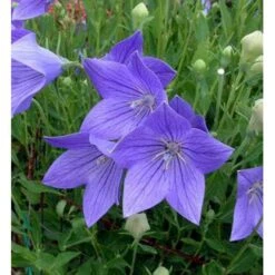 Ballonklokke 'Fuji Blue' Platycodon Grandiflorus 'Fuji Blue' 10 Cm. Potte -Sirius Butik mi3229 platycodon grandiflorus fuji blue 9350