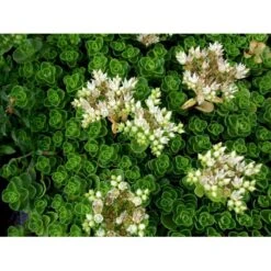 Rød Stenurt 'Album Superbum' Sedum Spurium 'Album Superbum' 10 Cm. Potte 7 Rød Stenurt 'Album Superbum' Sedum Spurium 'Album Superbum' 10 Cm. Potte -Sirius Butik mi3237 sedum spurium album superbum 39ff