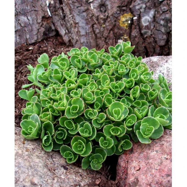 Rød Stenurt 'Album Superbum' Sedum Spurium 'Album Superbum' 10 Cm. Potte 3 Rød Stenurt 'Album Superbum' Sedum Spurium 'Album Superbum' 10 Cm. Potte - Billede 3