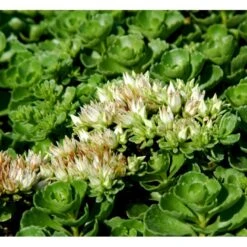 Rød Stenurt 'Album Superbum' Sedum Spurium 'Album Superbum' 10 Cm. Potte