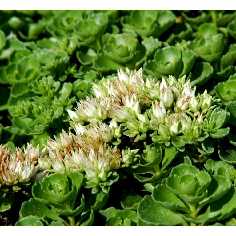 Rød Stenurt 'Album Superbum' Sedum Spurium 'Album Superbum' 10 Cm. Potte 1 Rød Stenurt 'Album Superbum' Sedum Spurium 'Album Superbum' 10 Cm. Potte