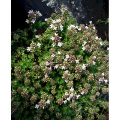 Krybende Timian 'Pink Chintz' Thymus Praecox 'Pink Chintz' 10 Cm. Potte -Sirius Butik mi3252 thymus praecox pink chintz 83b1