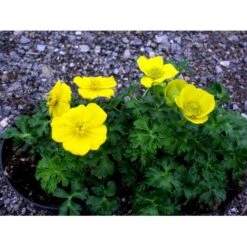 Dværg-Engblomme Trollius Pumilus 1 Liter Potte 9 Dværg-Engblomme Trollius Pumilus 1 Liter Potte -Sirius Butik mi3253 trollius pumilus 26a2