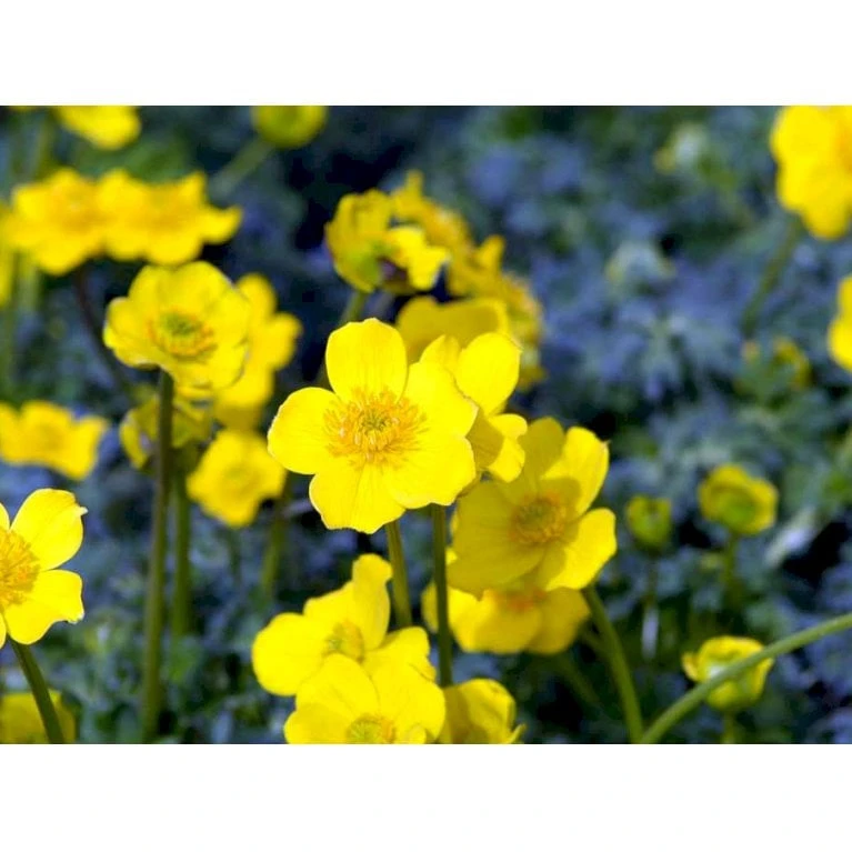 Dværg-Engblomme Trollius Pumilus 1 Liter Potte 6 Dværg-Engblomme Trollius Pumilus 1 Liter Potte - Billede 6