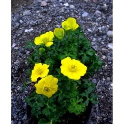 Dværg-Engblomme Trollius Pumilus 1 Liter Potte 10 Dværg-Engblomme Trollius Pumilus 1 Liter Potte -Sirius Butik mi3253 trollius pumilus b639