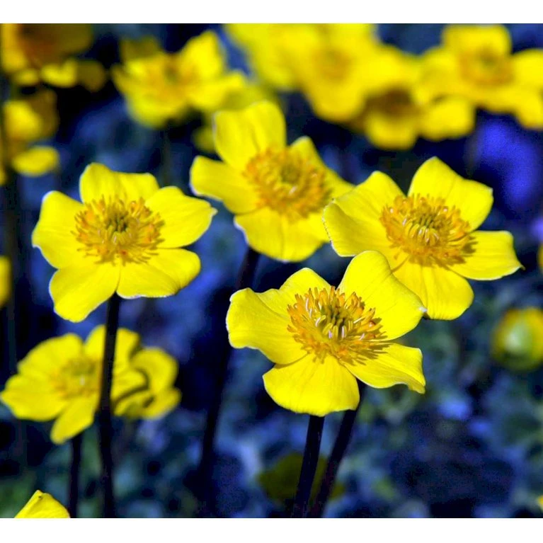 Dværg-Engblomme Trollius Pumilus 1 Liter Potte 3 Dværg-Engblomme Trollius Pumilus 1 Liter Potte - Billede 3