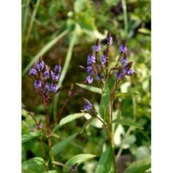 Spyd-Jernurt Verbena Hastata 1 Liter Potte -Sirius Butik mi3255 verbena hastata c785