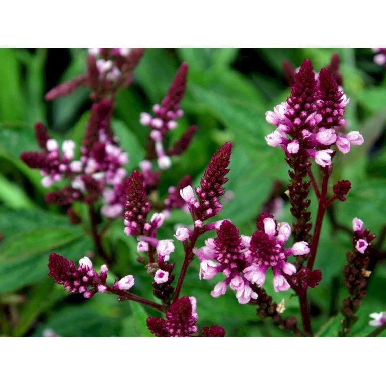 Spyd-Jernurt 'Pink Spires' Verbena Hastata 'Pink Spires' 1 Liter Potte 1 Spyd-Jernurt 'Pink Spires' Verbena Hastata 'Pink Spires' 1 Liter Potte