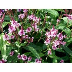 Spyd-Jernurt 'Pink Spires' Verbena Hastata 'Pink Spires' 1 Liter Potte 5 Spyd-Jernurt 'Pink Spires' Verbena Hastata 'Pink Spires' 1 Liter Potte -Sirius Butik mi3257 verbena hastata pink spires fc56