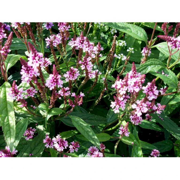 Spyd-Jernurt 'Pink Spires' Verbena Hastata 'Pink Spires' 1 Liter Potte 3 Spyd-Jernurt 'Pink Spires' Verbena Hastata 'Pink Spires' 1 Liter Potte - Billede 3