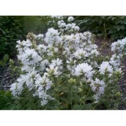 Nøgleklokke 'Schneekrone' Campanula Glomerata 'Schneekrone' 1 Liter Potte 5 Nøgleklokke 'Schneekrone' Campanula Glomerata 'Schneekrone' 1 Liter Potte -Sirius Butik mi3267 campanula glomerata schneekrone 61ac