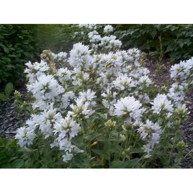 Nøgleklokke 'Schneekrone' Campanula Glomerata 'Schneekrone' 1 Liter Potte 3 Nøgleklokke 'Schneekrone' Campanula Glomerata 'Schneekrone' 1 Liter Potte - Billede 3
