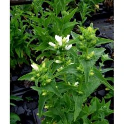 Nøgleklokke 'Schneekrone' Campanula Glomerata 'Schneekrone' 1 Liter Potte