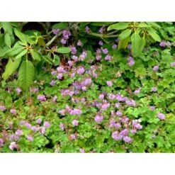 Engelsk Storkenæb 'Karmina' Geranium Cantabrigiense 'Karmina' 10 Cm. Potte 12 Engelsk Storkenæb 'Karmina' Geranium Cantabrigiense 'Karmina' 10 Cm. Potte -Sirius Butik mi3271 geranium cantabrigiense karmina 2b78
