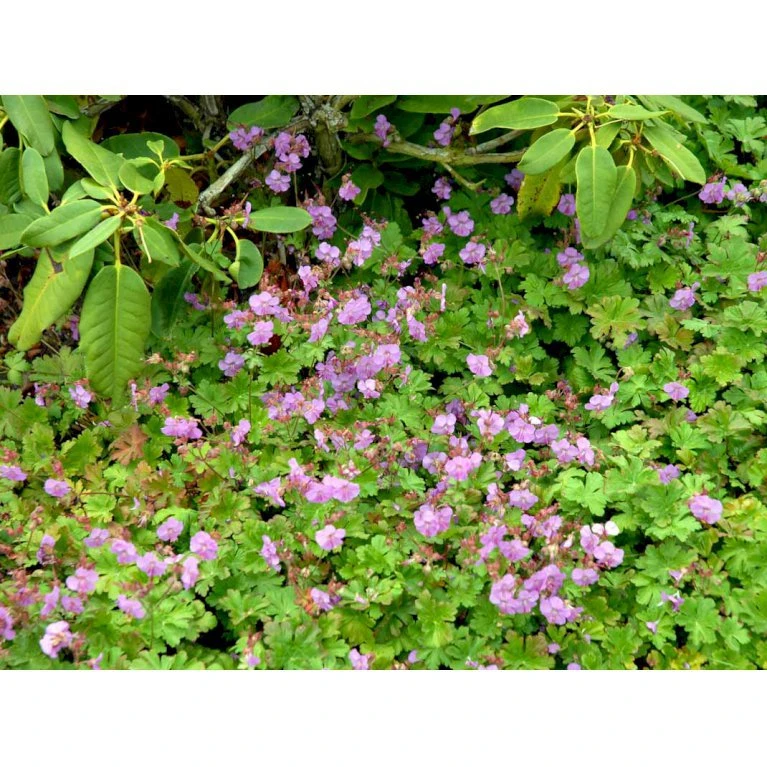 Engelsk Storkenæb 'Karmina' Geranium Cantabrigiense 'Karmina' 10 Cm. Potte 5 Engelsk Storkenæb 'Karmina' Geranium Cantabrigiense 'Karmina' 10 Cm. Potte - Billede 5