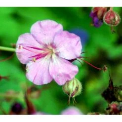 Engelsk Storkenæb 'Karmina' Geranium Cantabrigiense 'Karmina' 10 Cm. Potte 11 Engelsk Storkenæb 'Karmina' Geranium Cantabrigiense 'Karmina' 10 Cm. Potte -Sirius Butik mi3271 geranium cantabrigiense karmina 6e07