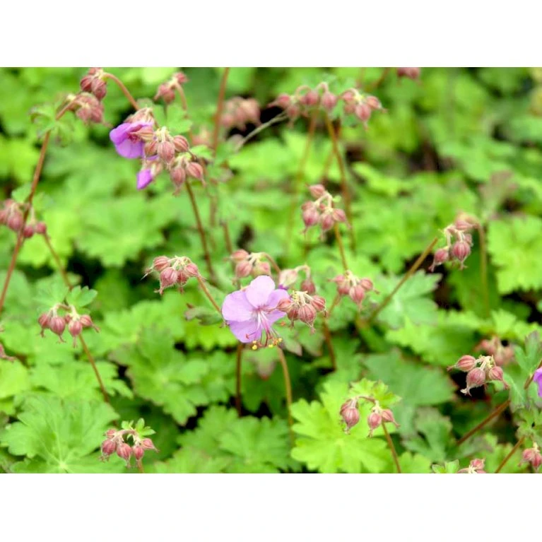 Engelsk Storkenæb 'Karmina' Geranium Cantabrigiense 'Karmina' 10 Cm. Potte 8 Engelsk Storkenæb 'Karmina' Geranium Cantabrigiense 'Karmina' 10 Cm. Potte - Billede 8