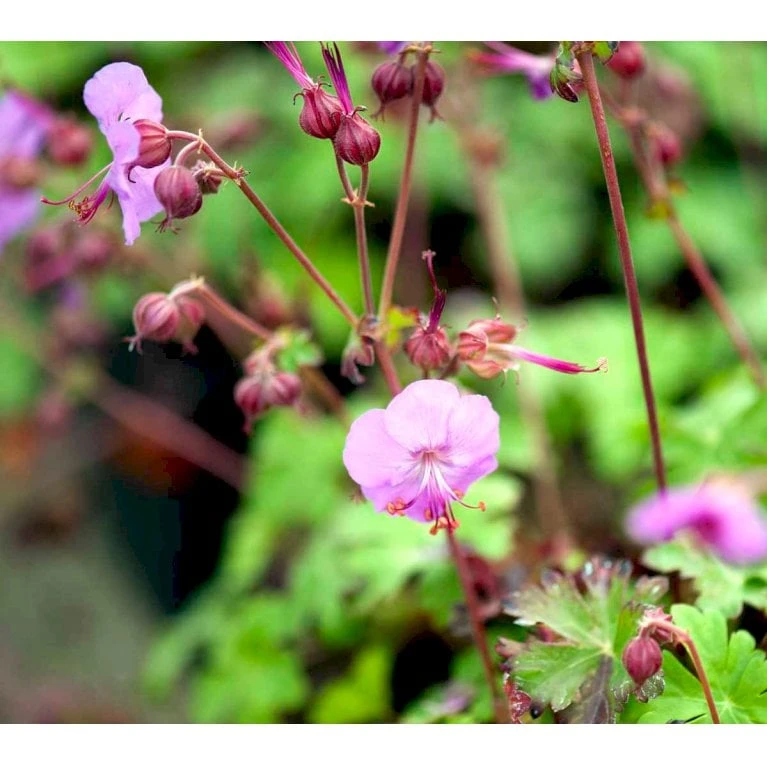 Engelsk Storkenæb 'Karmina' Geranium Cantabrigiense 'Karmina' 10 Cm. Potte 3 Engelsk Storkenæb 'Karmina' Geranium Cantabrigiense 'Karmina' 10 Cm. Potte - Billede 3