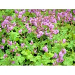 Engelsk Storkenæb 'Karmina' Geranium Cantabrigiense 'Karmina' 10 Cm. Potte 13 Engelsk Storkenæb 'Karmina' Geranium Cantabrigiense 'Karmina' 10 Cm. Potte -Sirius Butik mi3271 geranium cantabrigiense karmina aeed